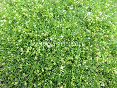 pearlwort, dwarf